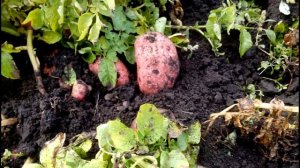 #Картошка. Как получить большой урожай картошки. #Potato. Выбор сорта - (Белая Роза)
