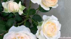 Розы Кордес в моем саду г. Киев ( Roses Kordes ) Германия. С названиями.