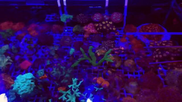 Бюджетный светильник для морского аквариума | Промокод в описании смотреть онлайн