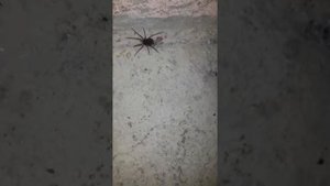 Светящийся паук