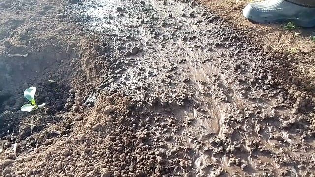 Сеем салат. Результат через 5 дней. смотреть онлайн