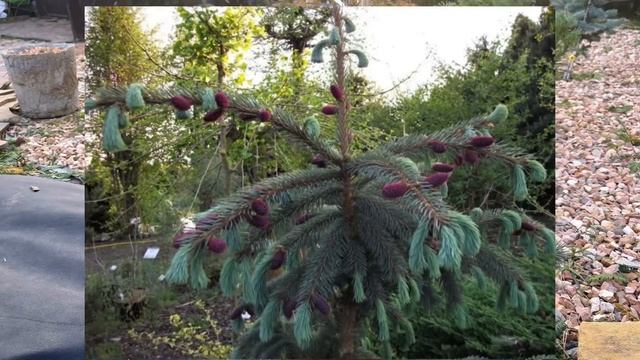 Обзор хвойных новинок! смотреть онлайн