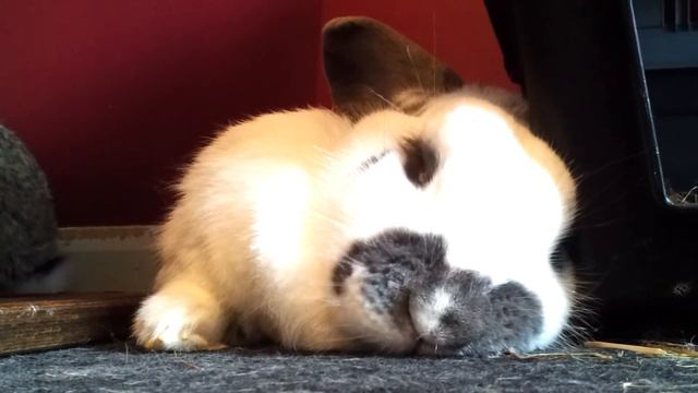 Heather the giant rabbit dreaming смотреть онлайн