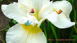 Ирис сибирский Харпсвелл Хэппинесс ? обзор: как сажать, луковицы ириса Харпсвелл Хэппинесс