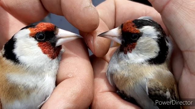 ЩЕГОЛ, КАК ОТЛИЧИТЬ САМЦА ОТ САМКИ. И НЕМНОГО ЛОВЛИ?23.03.21. смотреть онлайн