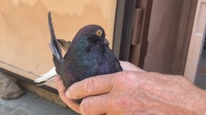 Мелитопольские голуби. Нужно ли знать и помнить?