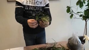 ЦветСовет. Офиопогон