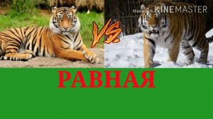Бенглаский тигр против амурский тигр!!