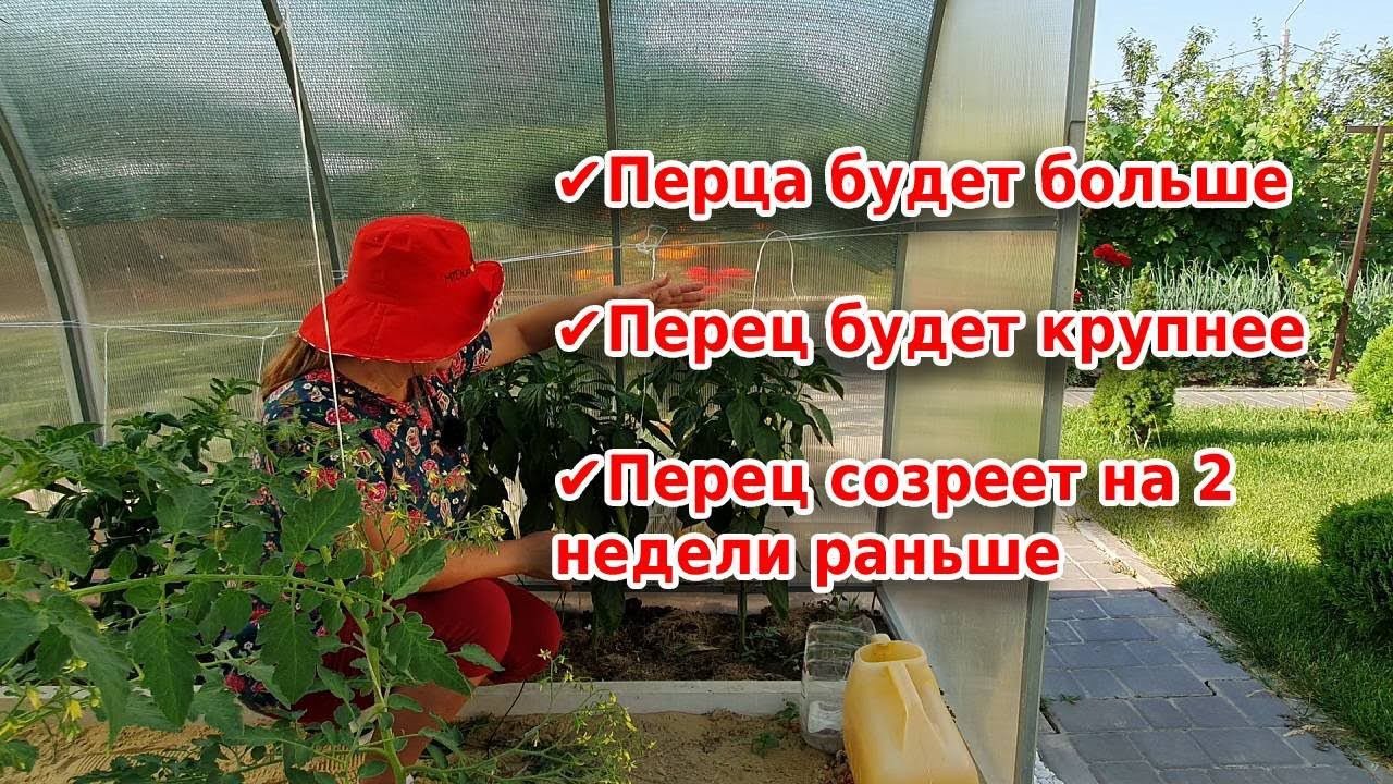 Перцы будут крупными и созреют раньше// Как формировать перец