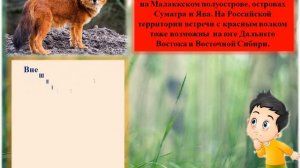 Красный волк