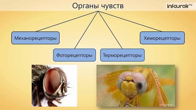 Класс Насекомые  Общая характеристика и значение | Биология 7 класс #23 | Инфоурок