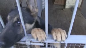 В учреждения УФСИН России по Чувашской Республике переданы восемь щенков