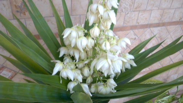 WP 20181014 16 55 51 Pro смотреть онлайн