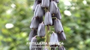 Fritillaria persica ("Persian Lily") - FarmerGracy.co.uk