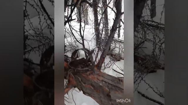 постановка капканов на соболя смотреть онлайн