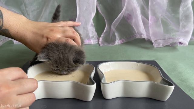 Посмотрите как выросли наши котята