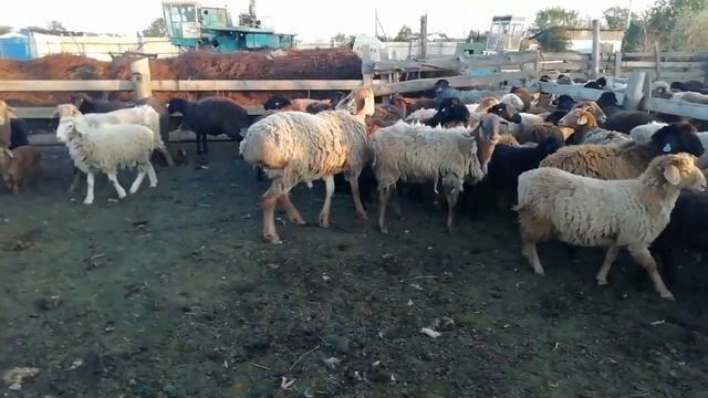 Гиссарский баран грубого типа по кличке Ширхан, производитель в моем хозяйстве. +79237159555 смотреть онлайн