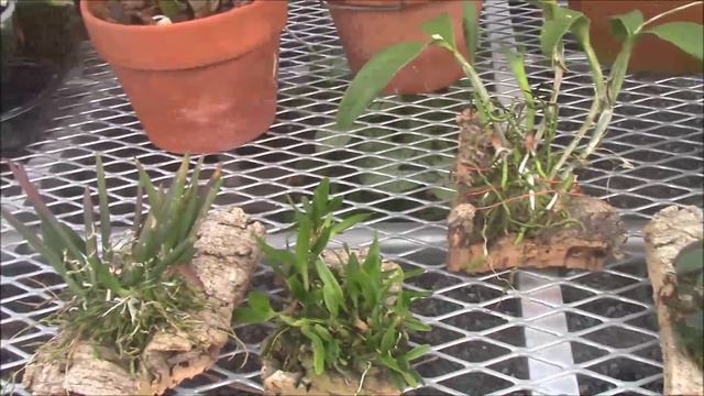 Cattleya Alliance Culture and History смотреть онлайн