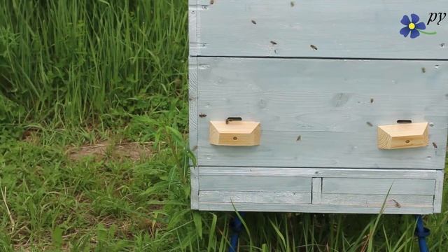 Летки, которые предпочитают пчелы смотреть онлайн
