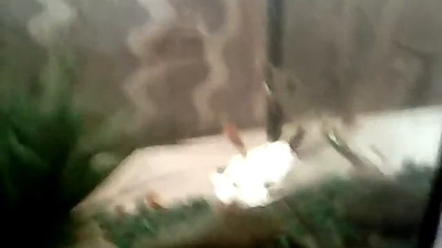 Скалярия- содержание и разведение!