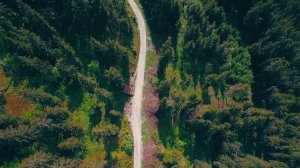 Леса с высоты птичьего полета♻️ [Olga Pak]