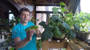 как вырастить огурец на окне огород на окне пошаговая инструкция