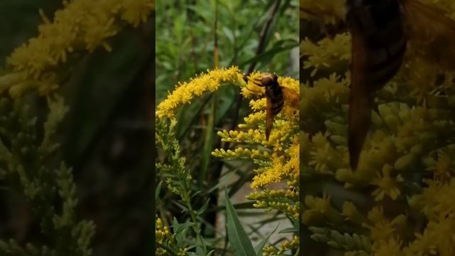 Знакомство с шмелевидкой