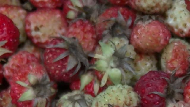Ягодный сезон с.Половинное Краснозёрский район.