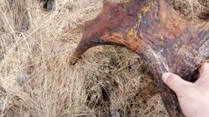 Поиск рогов лося. Апрель 2021