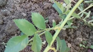 Корневая поросль роз и, как отличить розу от шиповника. Удаление дикой поросли.