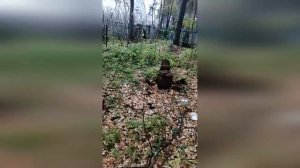 Группа Дятлова. Дорога к памятникам Кривонищенко и Золотарёву.