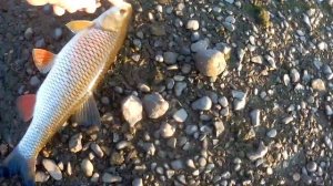 Голавль нахлыстом на Вулибагер 3 вида мушки и полезные советы новичкам