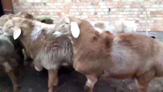 Чистокровный Арашанский баран.Қошқар Гиссар қошқар Гиссар қошқар Гиссар қошқар Мал базар мал базар