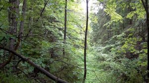 Шум леса, пение птиц, звуки природы, лето / forest noise, birdsong, sounds of nature, summer