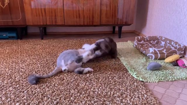 Коты дерутся Разборки в Бронксе смотреть онлайн