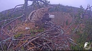 Орлан белохвост насиживает яйца