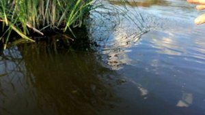 Шемонаиха. Ловим гаммаруса - отличный корм для рыбок. Казахстан, корм для аквариумных рыбок.