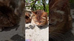 Коты на курорте /Железноводск/