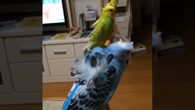 Волнистый попугай разновидность хохлатых смотреть онлайн