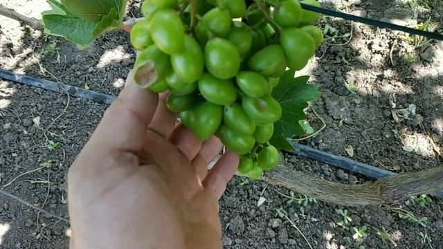 Внимание ! Солнечные ожоги на ягодах винограда. смотреть онлайн