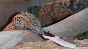 ПРЫТКАЯ ЯЩЕРИЦА! ПРЫТКИЕ ЯЩЕРИЦЫ! #ящерицы #прыткаяящерица