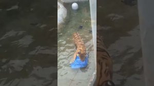 Амурский тигр в Московском зоопарке 11.09.2022