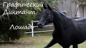 Графический Диктант Лошадь