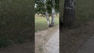 Побывал на месте гибели известного юмориста и губернатора Алтайского края Михаила Евдокимова ???