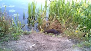 Смешное видео про животных: норка 20-09-2012 17:00:25