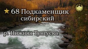 ✮ р. Нижняя Тунгуска ✮ Трофейный Подкаменщик сибирский ✮