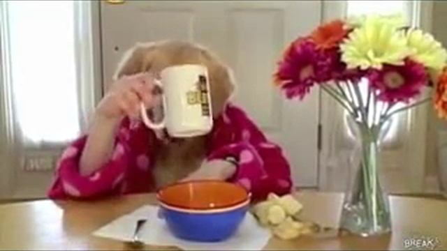 Собака ест как человек за сталом смотреть онлайн