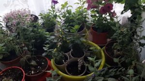 Как полить цветы перед отъездом,чтобы они не засохли