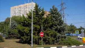 Виргинский можжевельник
