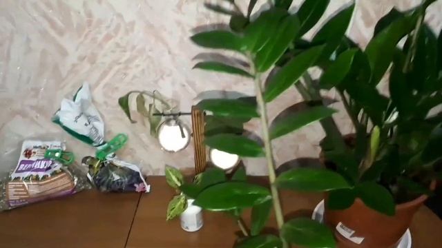 Пересадка замиокулькаса